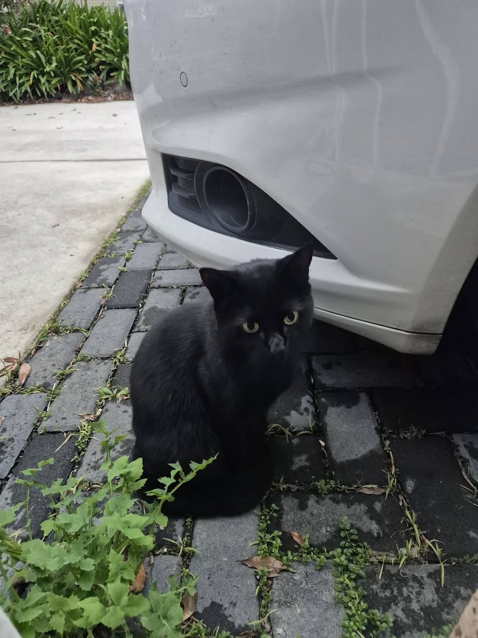 Found cat