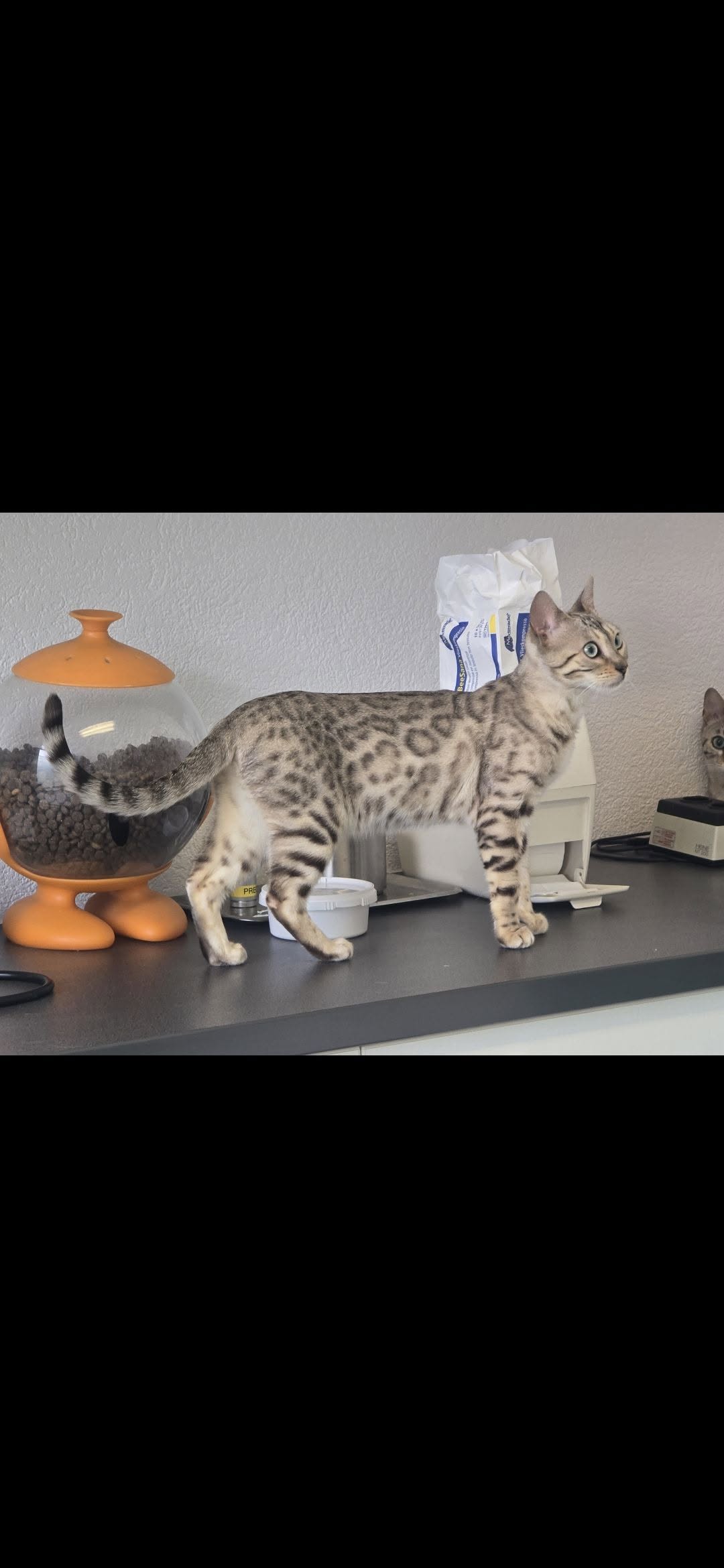 Lost Cat in Geneva