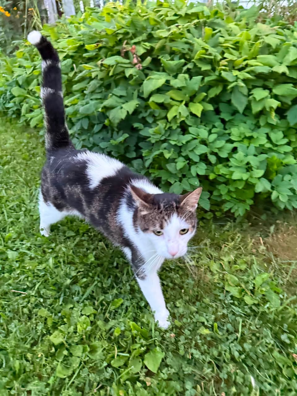 Found cat