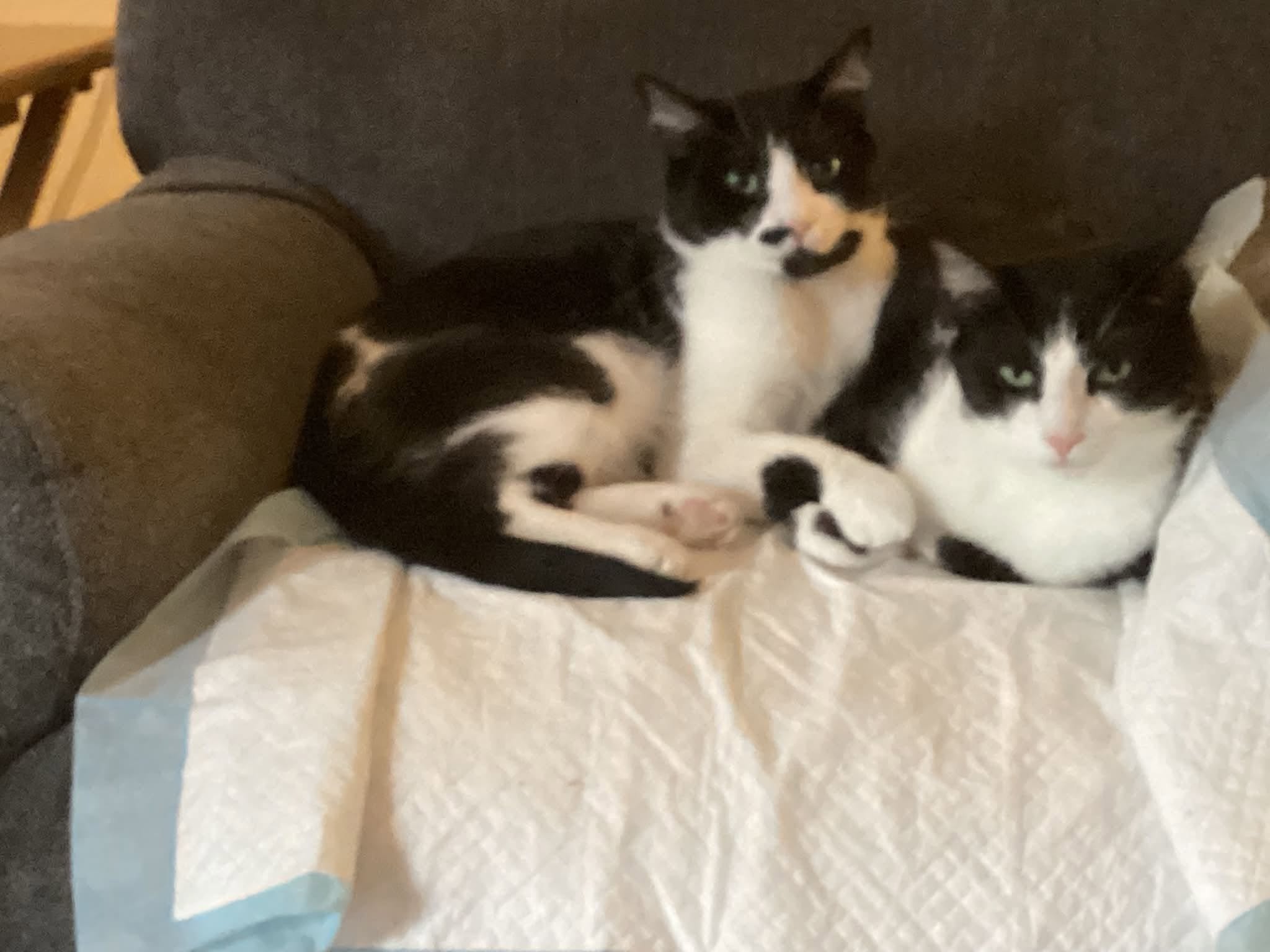 Lost Cat in Wiarton