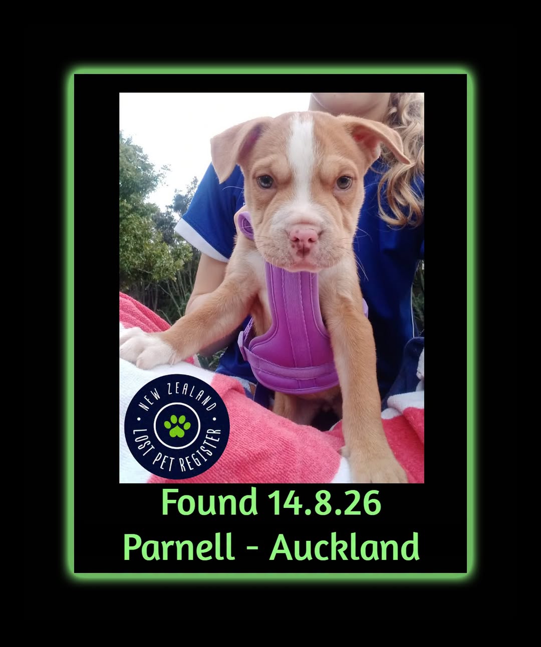 Found dog