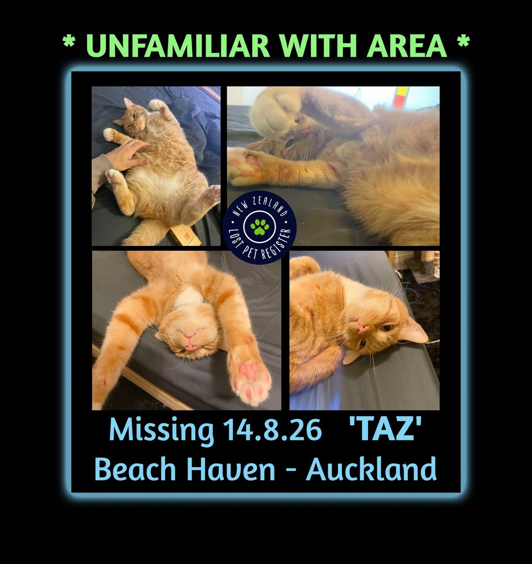 Lost cat