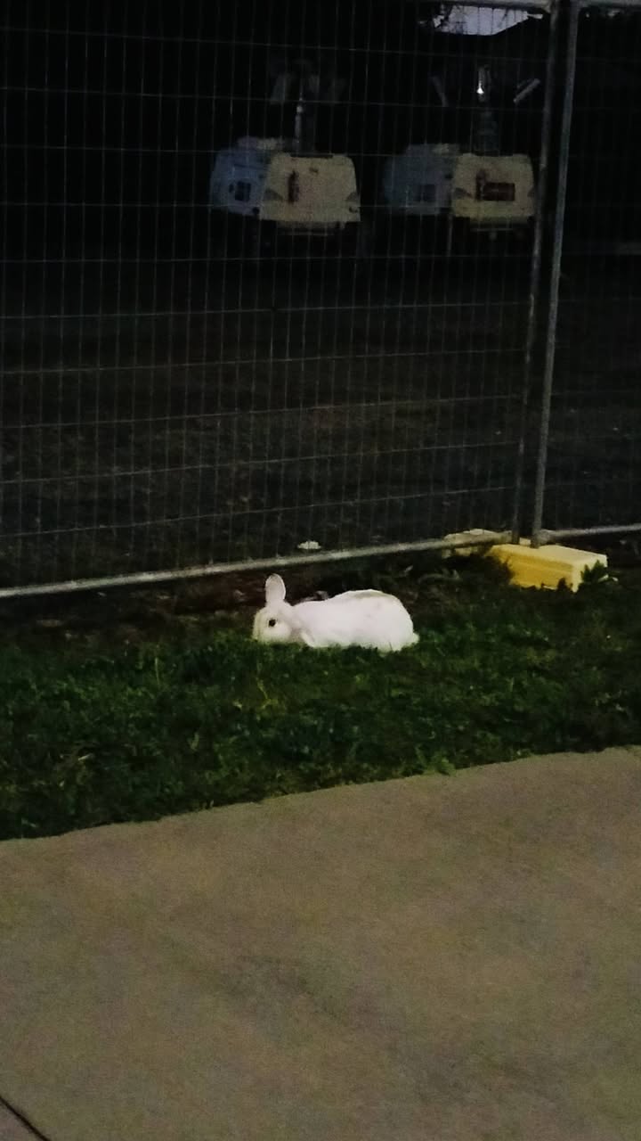 Found rabbit
