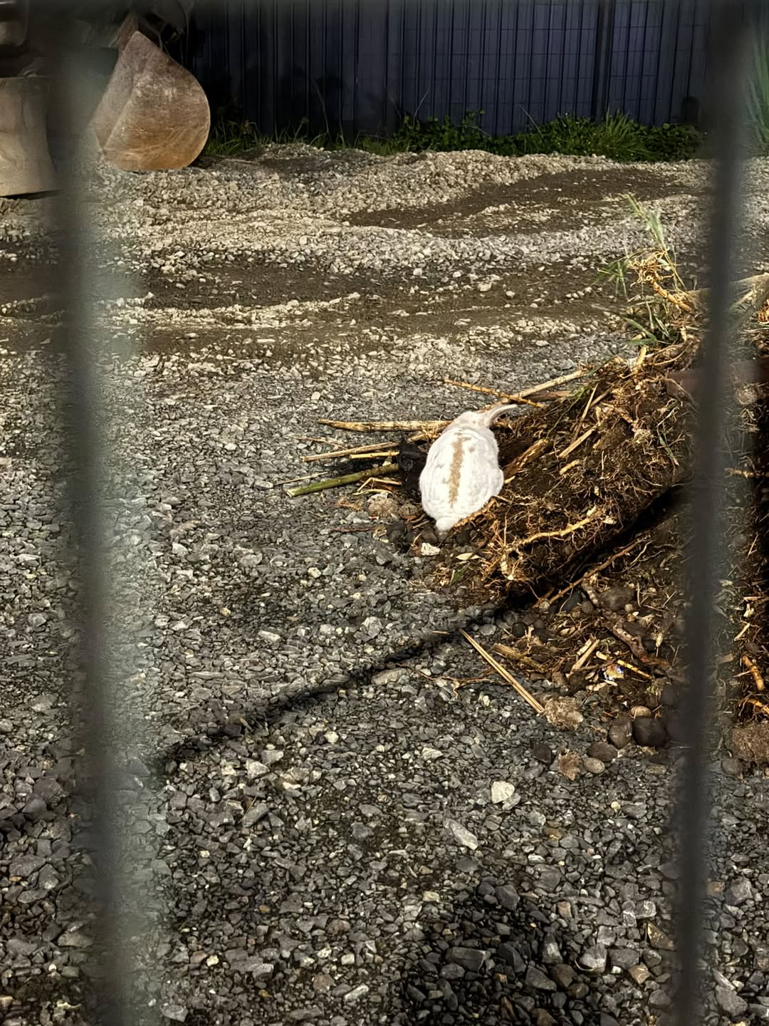Found rabbit