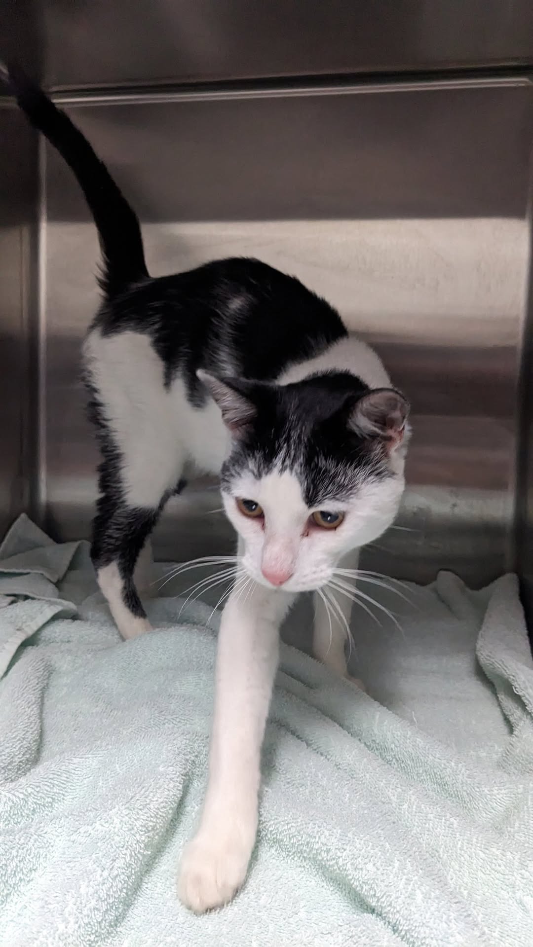 Found cat