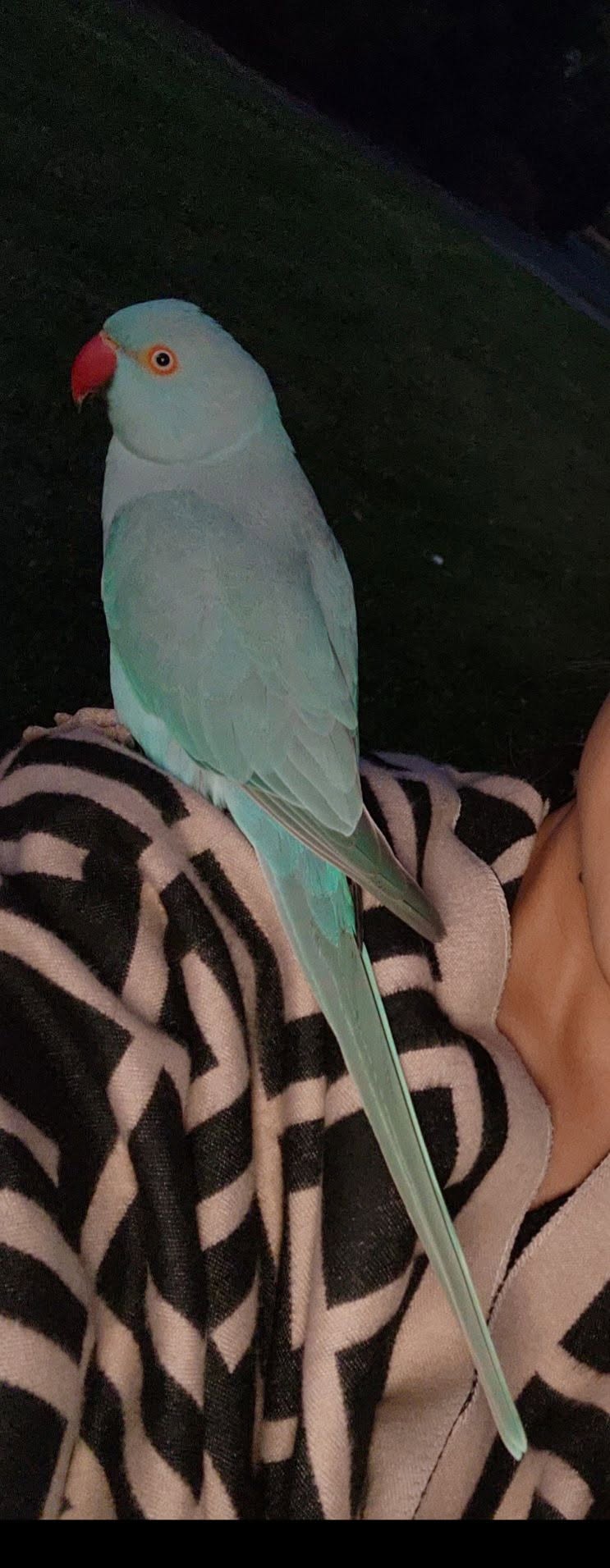 Lost bird