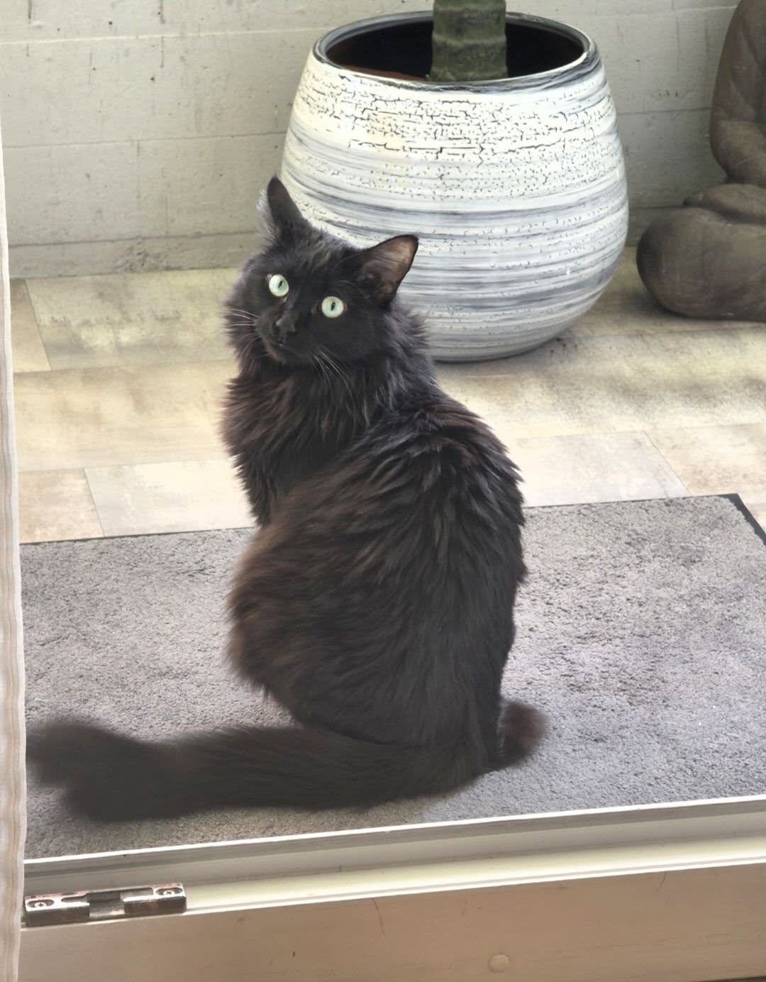 Lost Cat in Versoix
