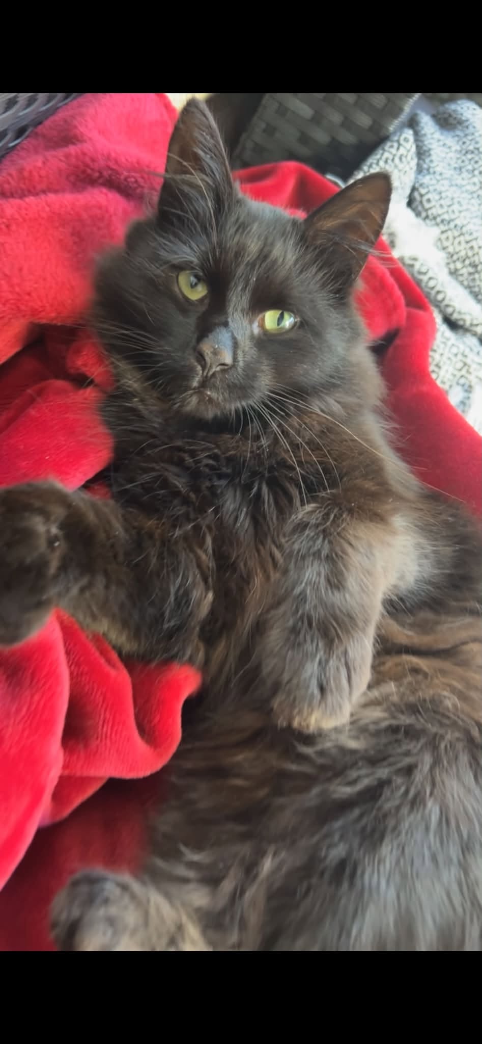 Found cat