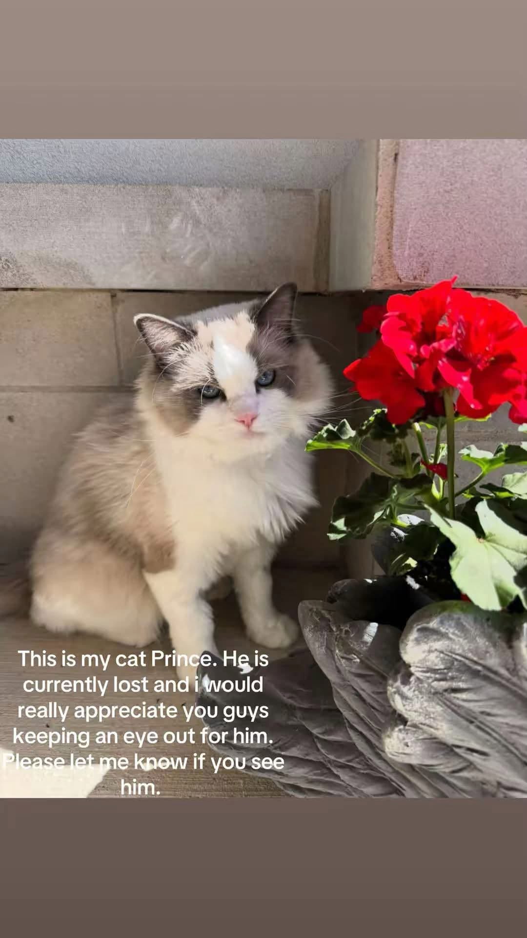 Lost Cat in Oakville