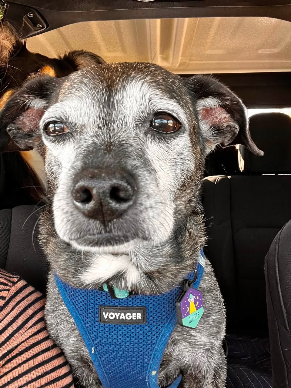 Lost Dog in Galena Park