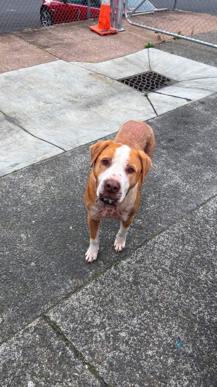 Found dog