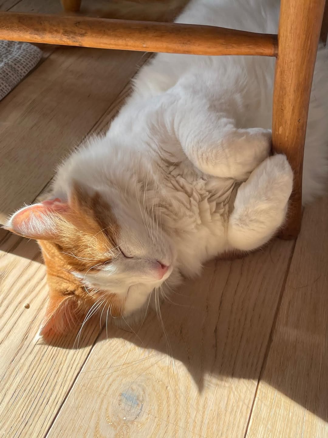 Lost Cat in NeuchâTel