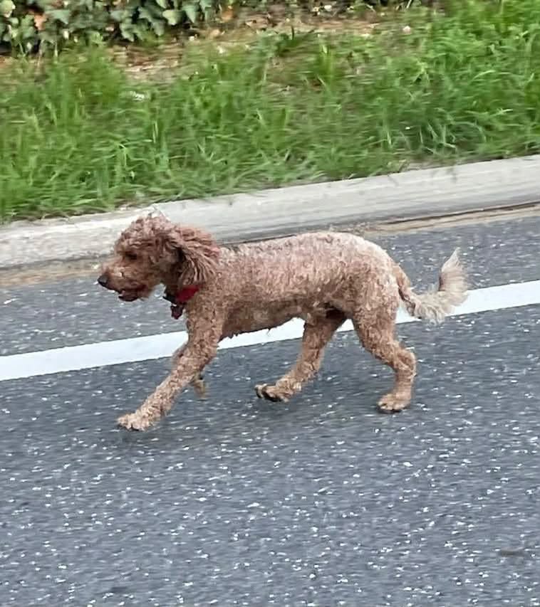 Found dog