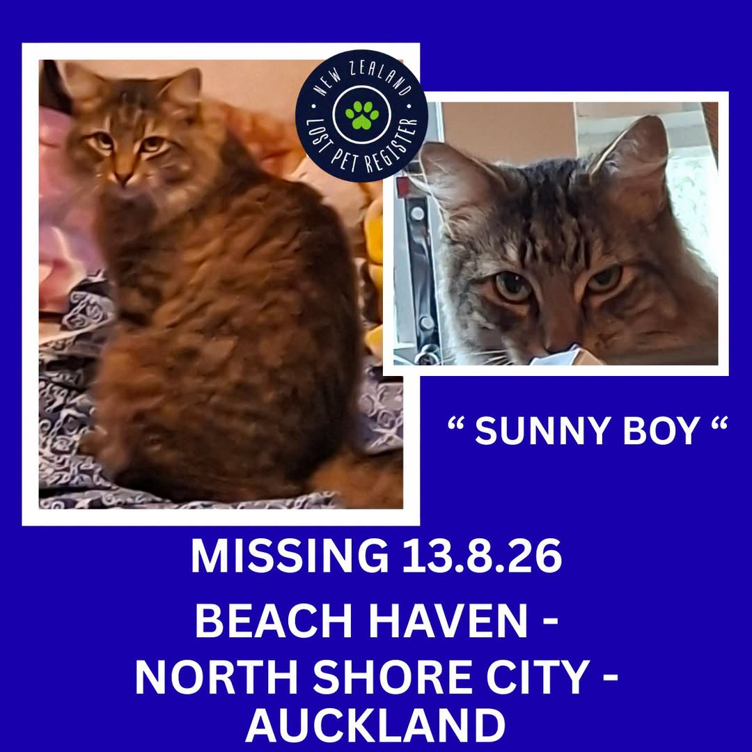 Lost cat