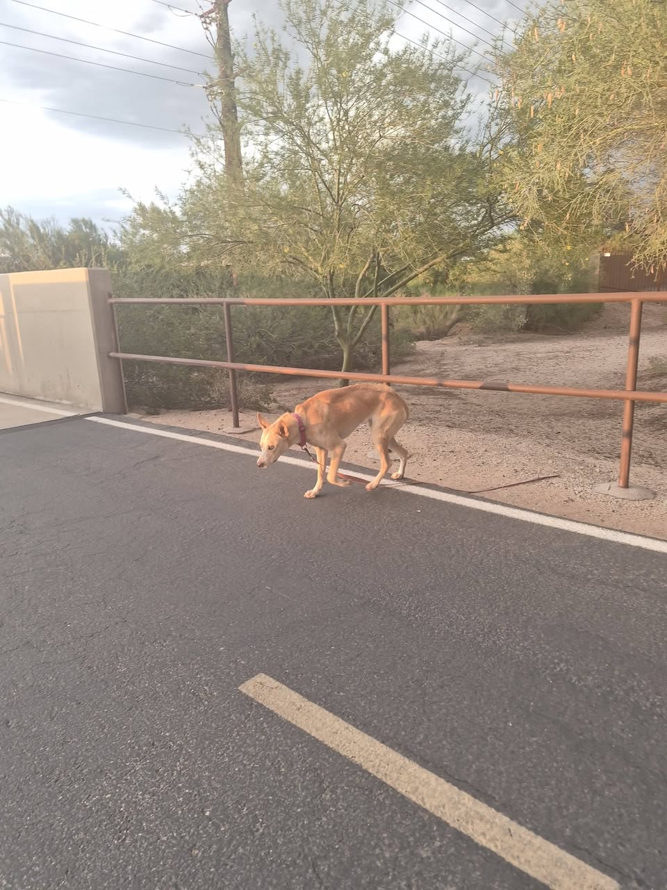 Found dog