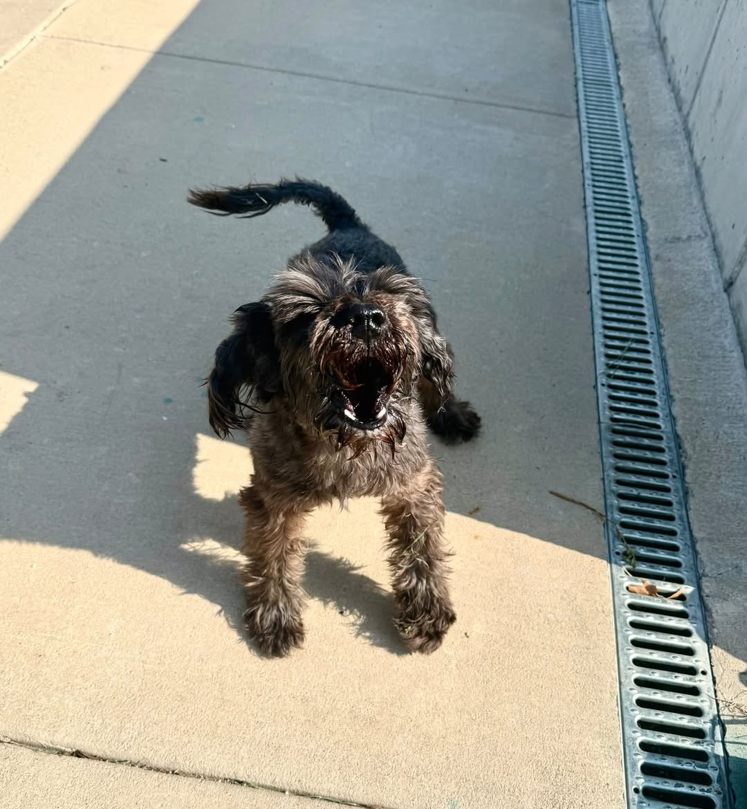 Found dog
