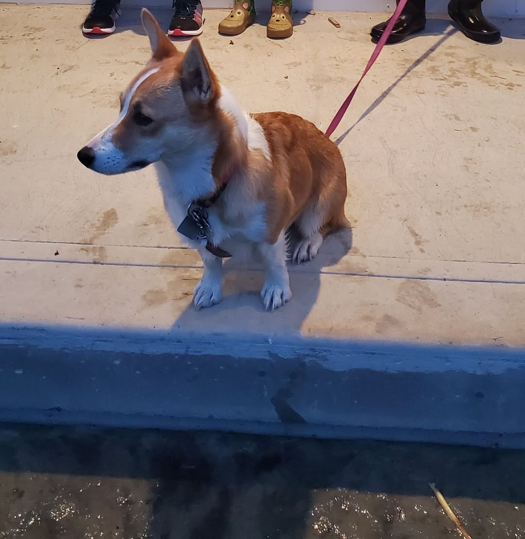 Lost dog