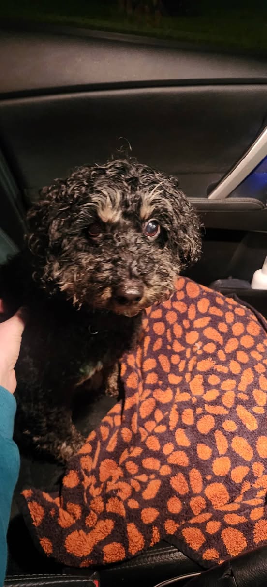 Found dog