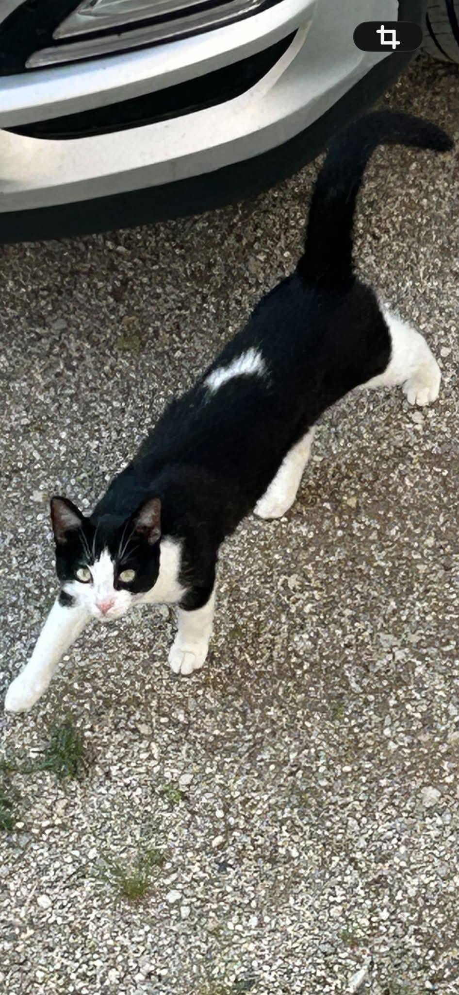 Found cat