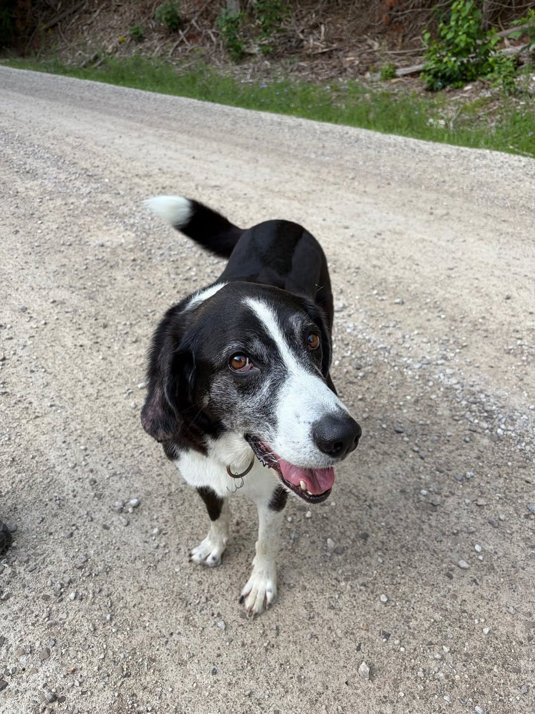 Found dog