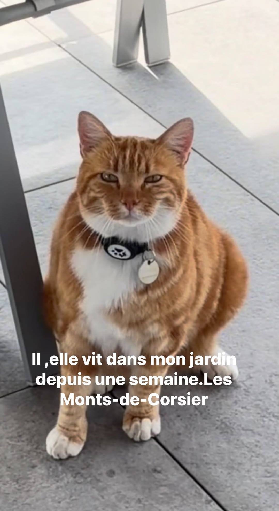 Found cat