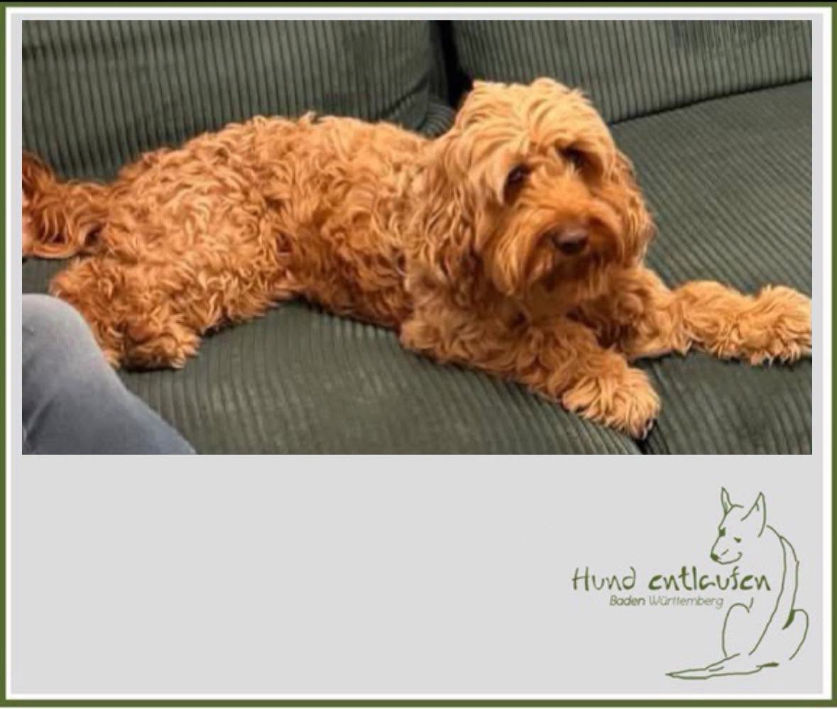 Lost Dog in Trossingen