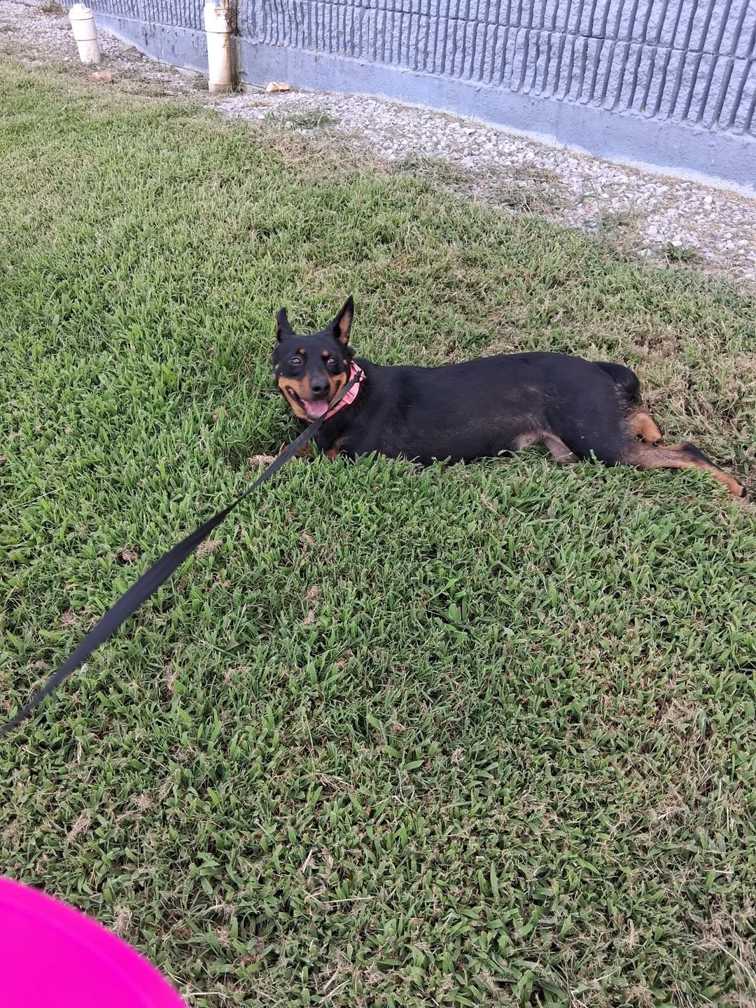 Found dog