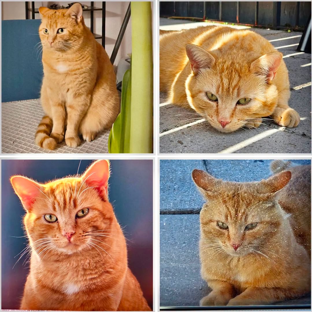 Lost Cat in Fribourg