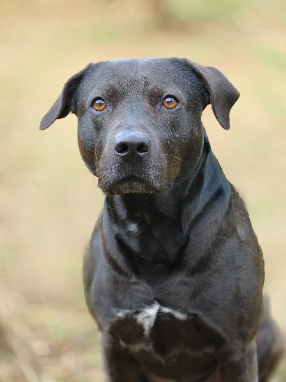 Lost Dog in Auckland