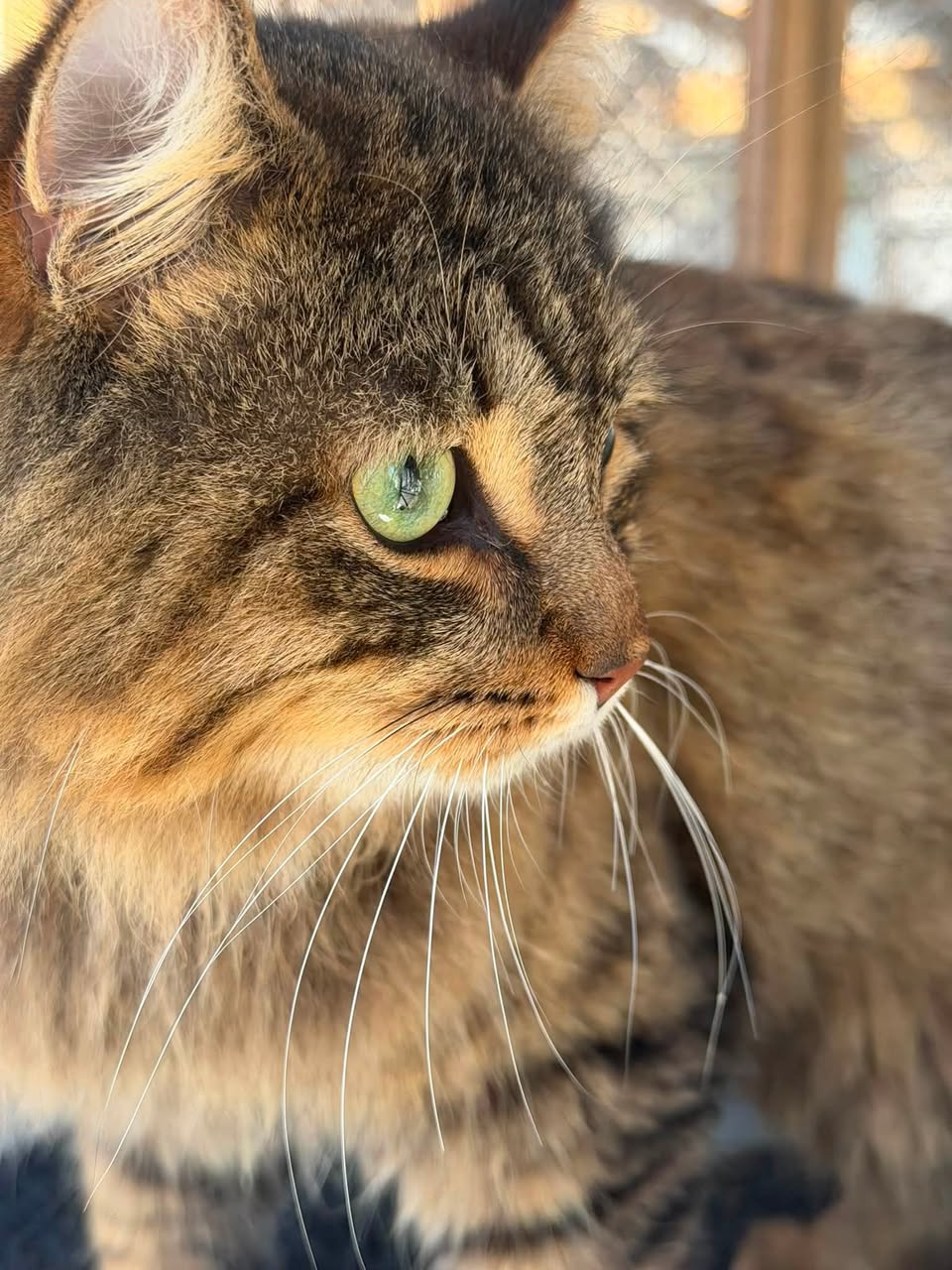 Found cat