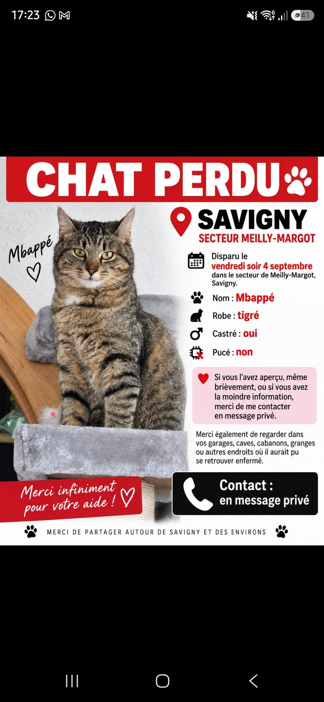 Lost Cat in Savigny