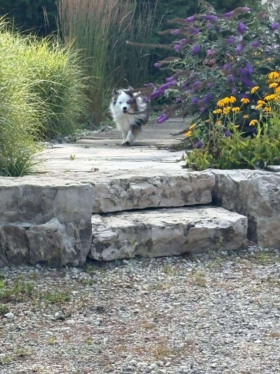 Found dog