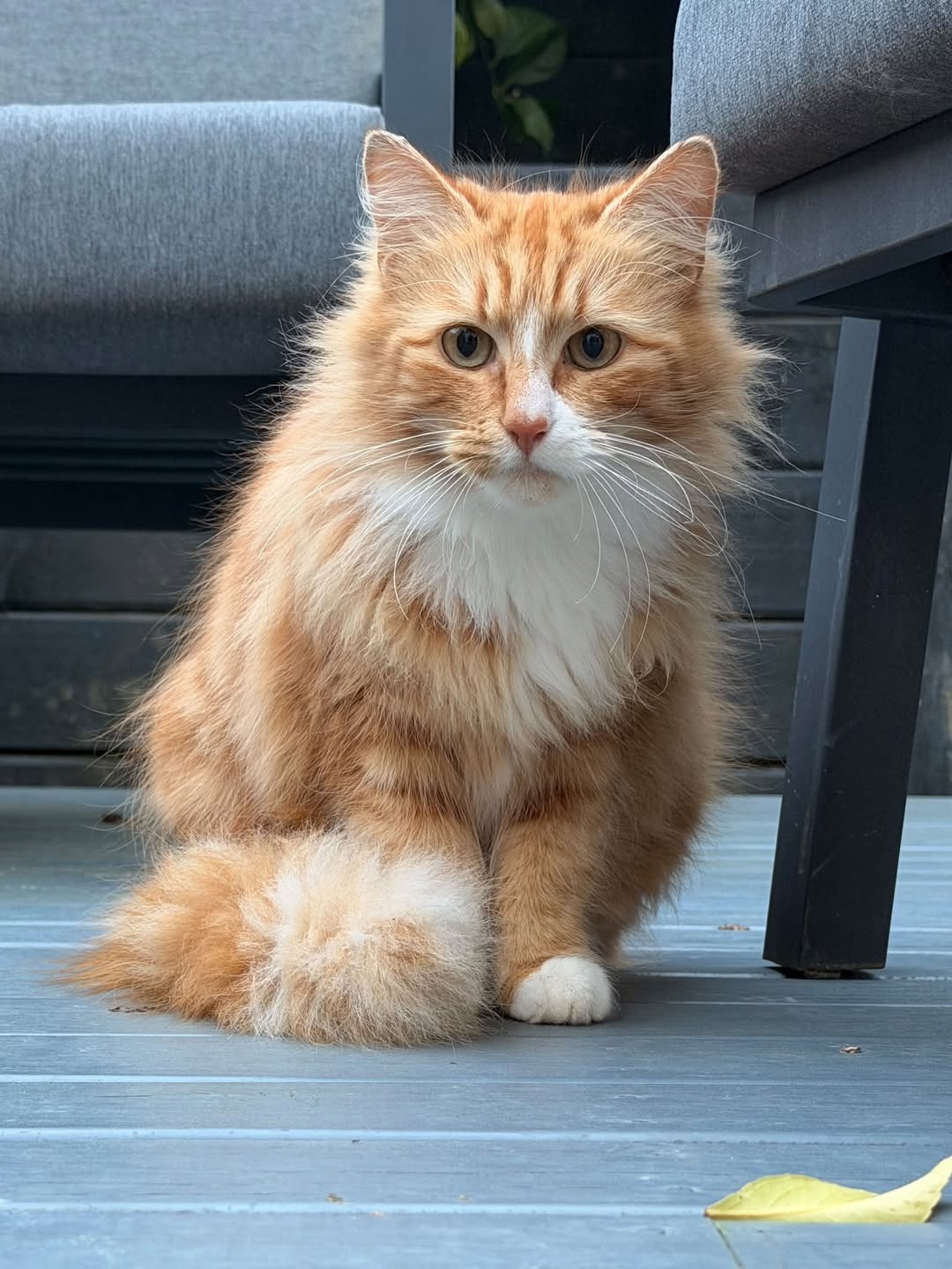 Found cat
