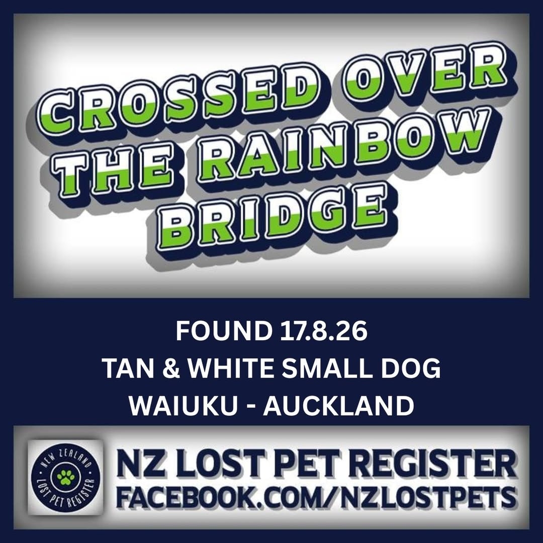 Found dog