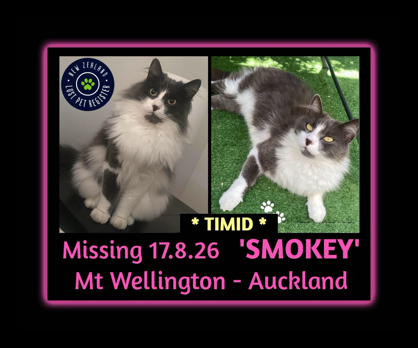 Lost cat