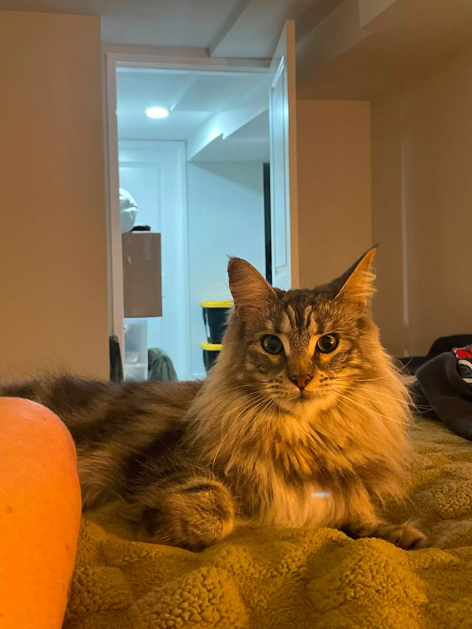 Lost Cat in North Beacon Hill
