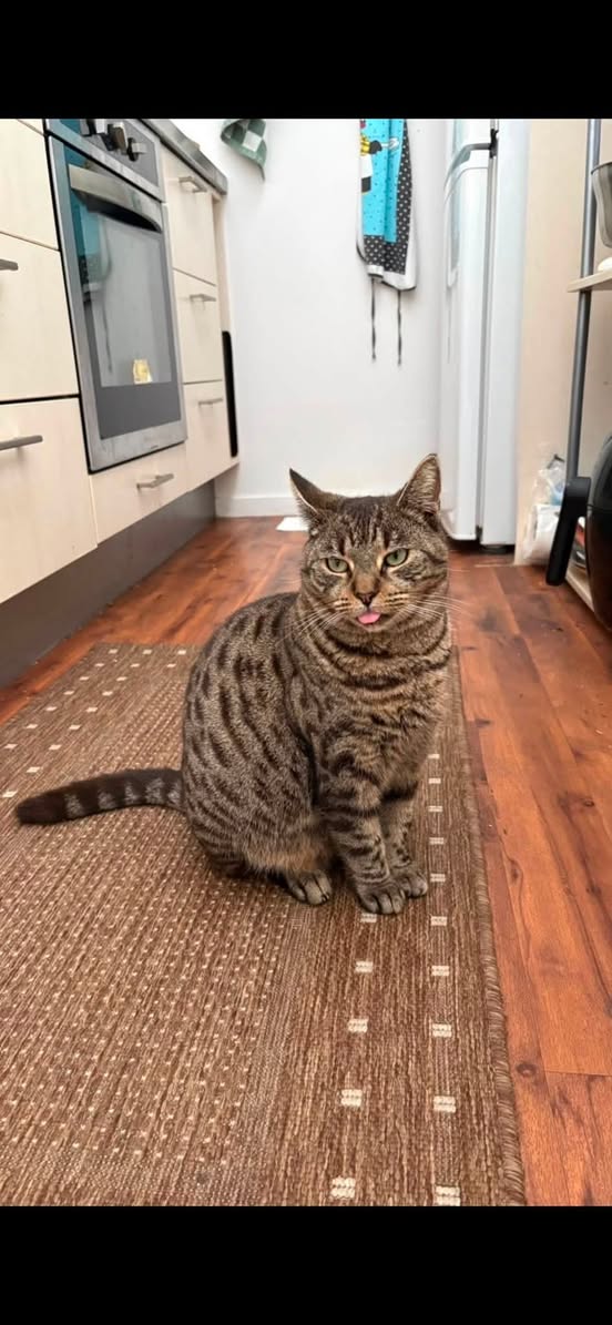 Lost cat