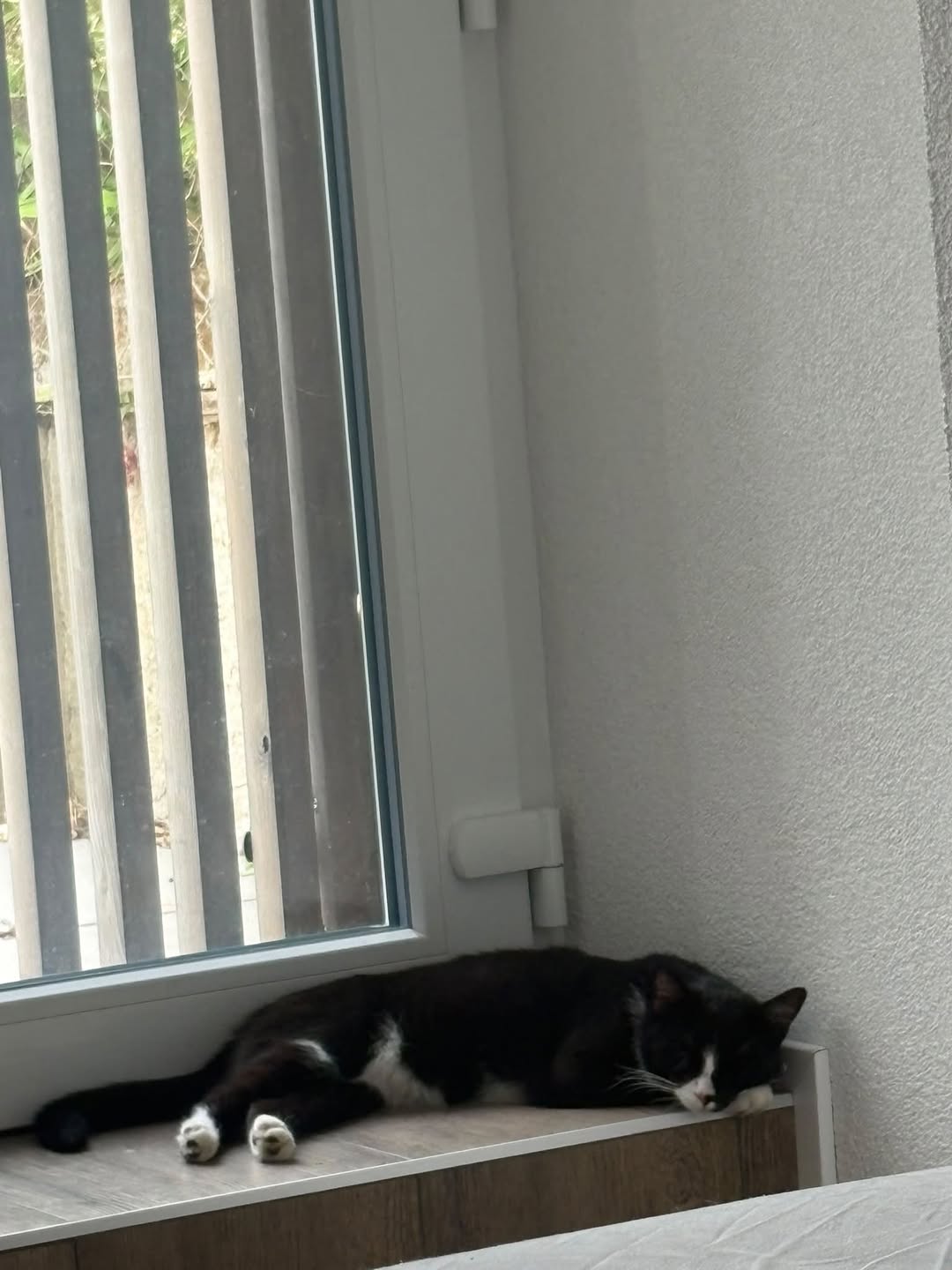 Lost cat