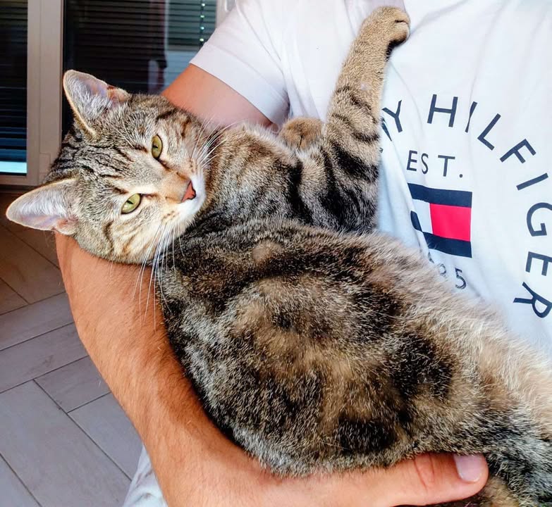 Lost cat