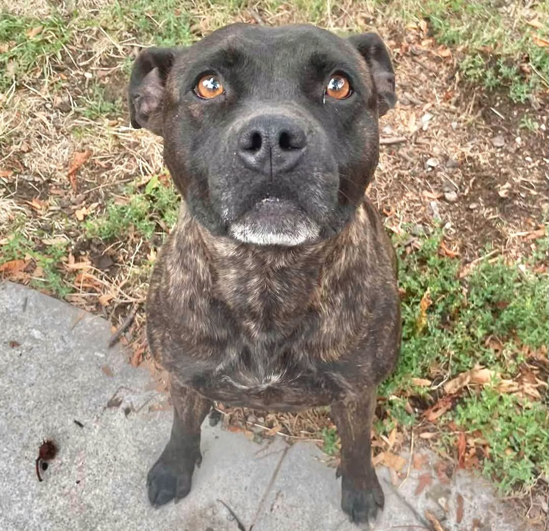 Found dog