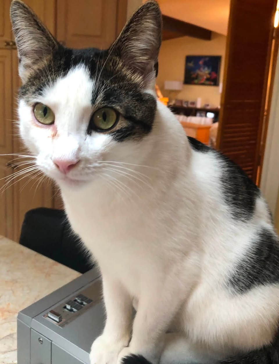 Lost cat