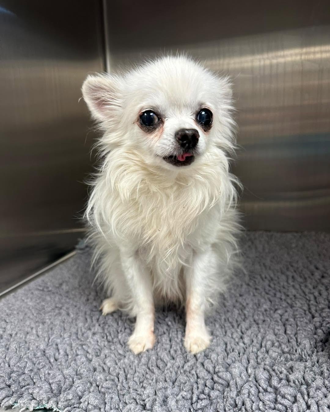 Found dog