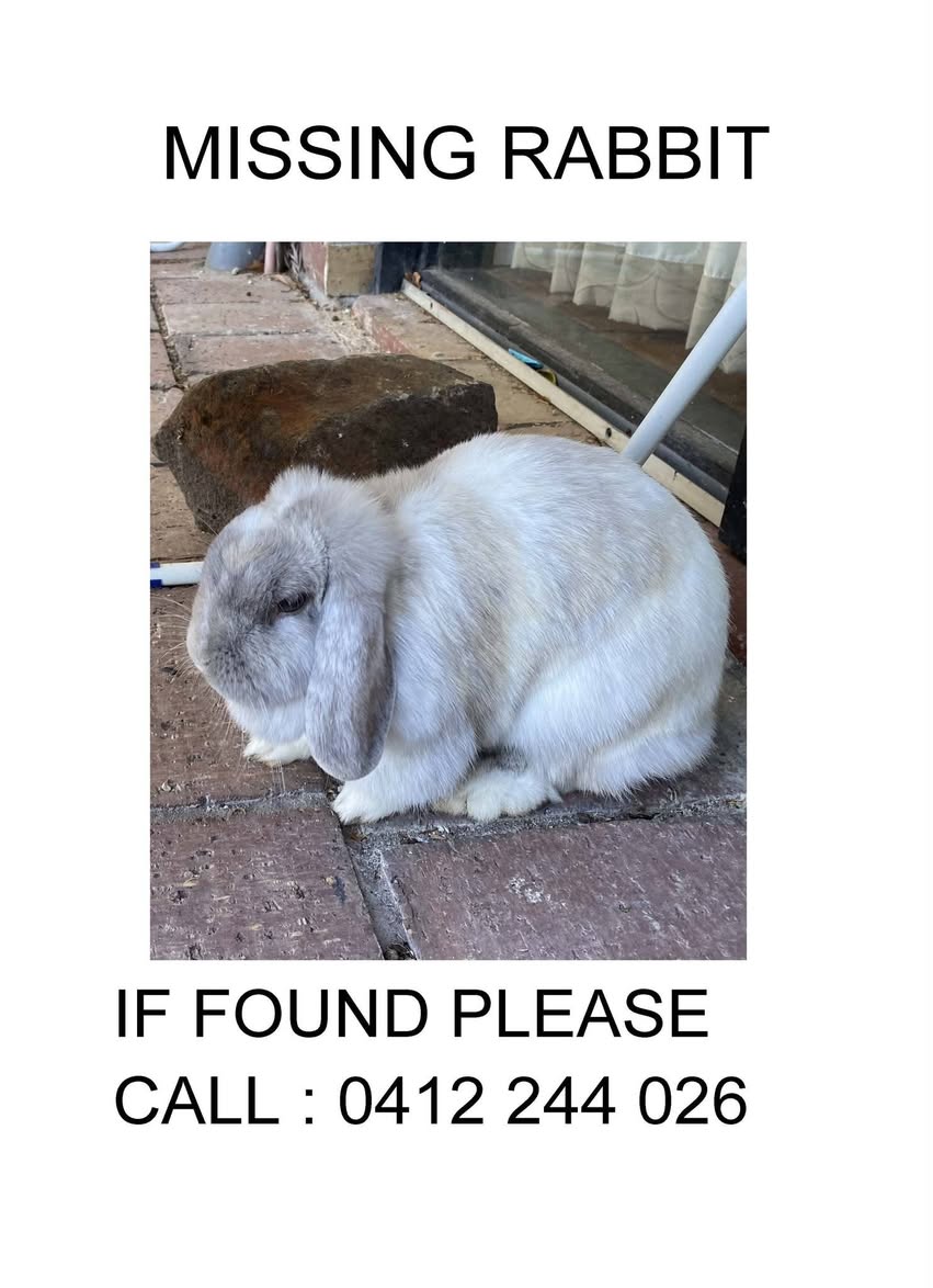 Lost rabbit