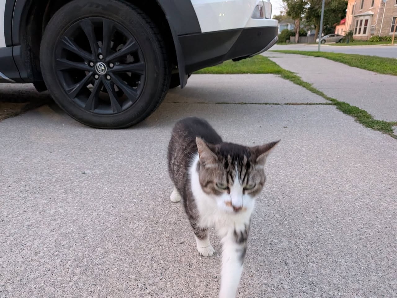 Found cat