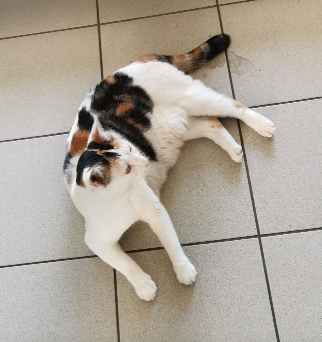 Found cat