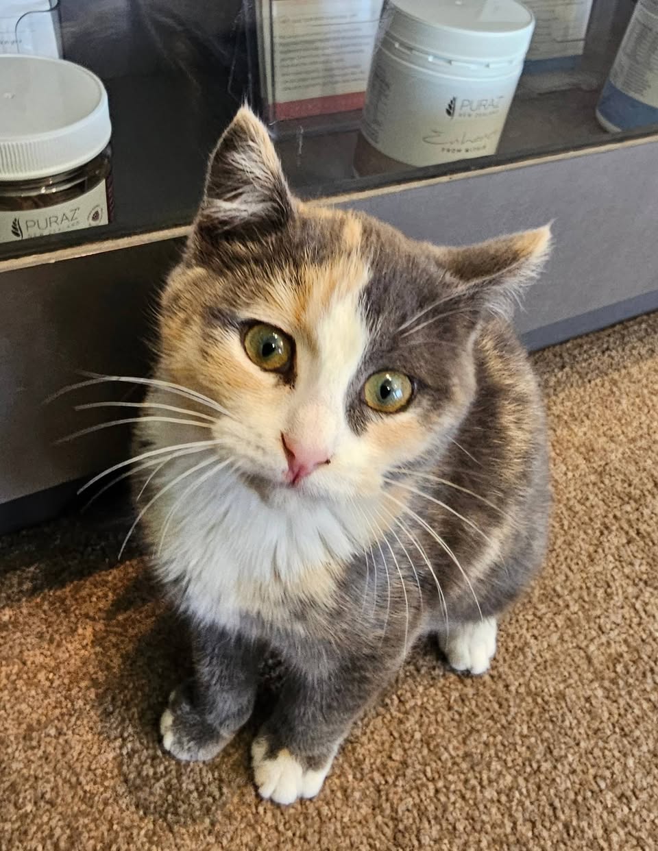 Found cat