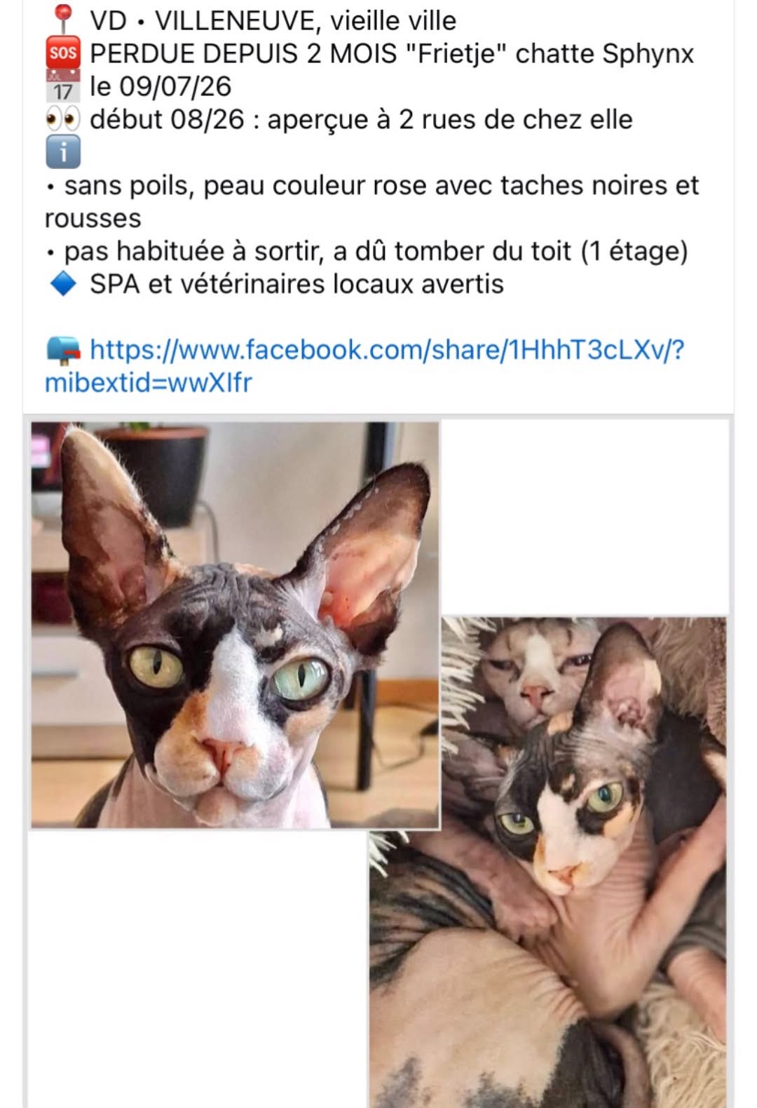 Lost Cat in Villeneuve