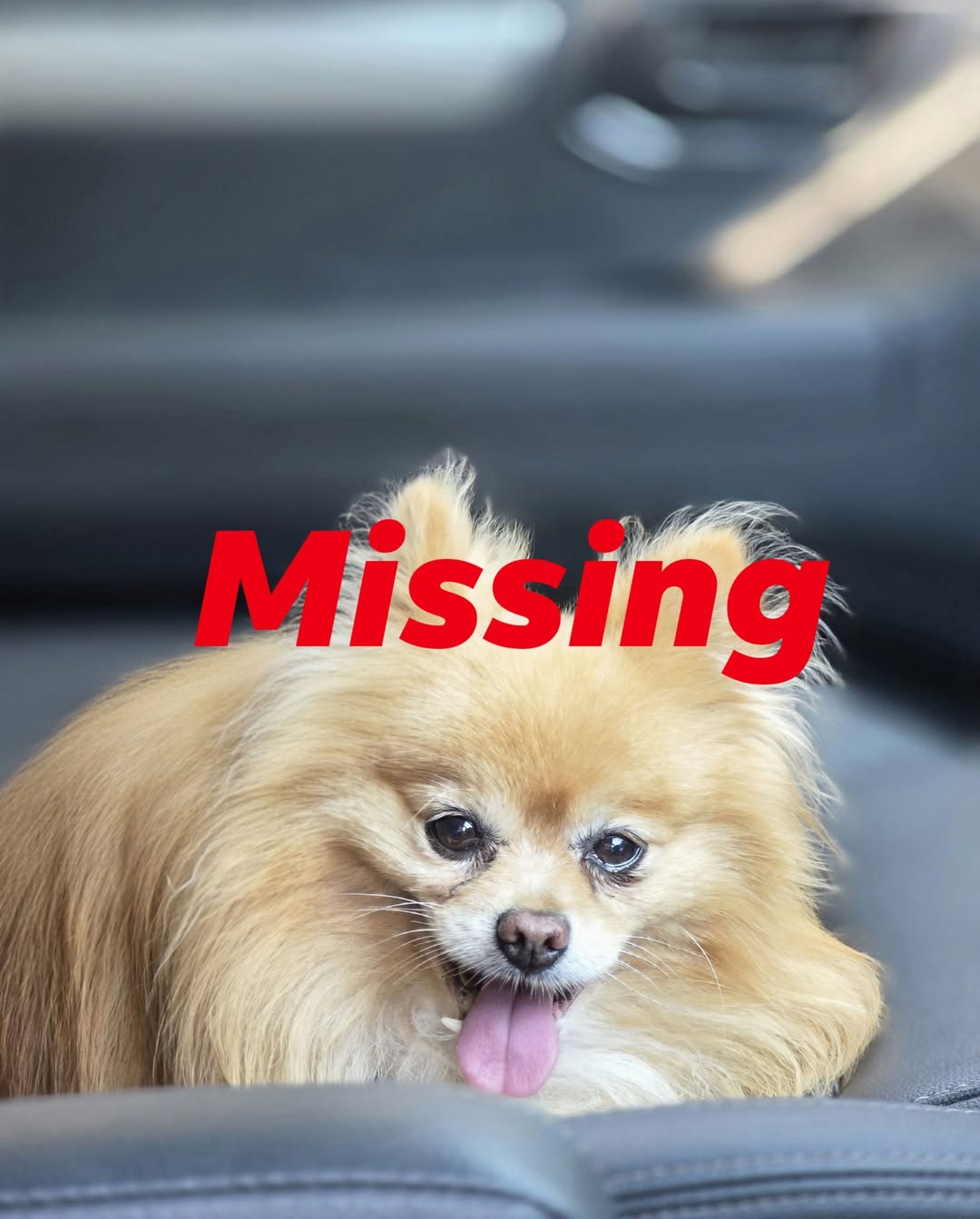 Lost dog