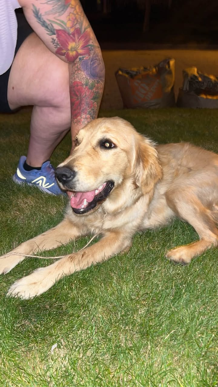 Found Dog in Mono Amaranth Townline