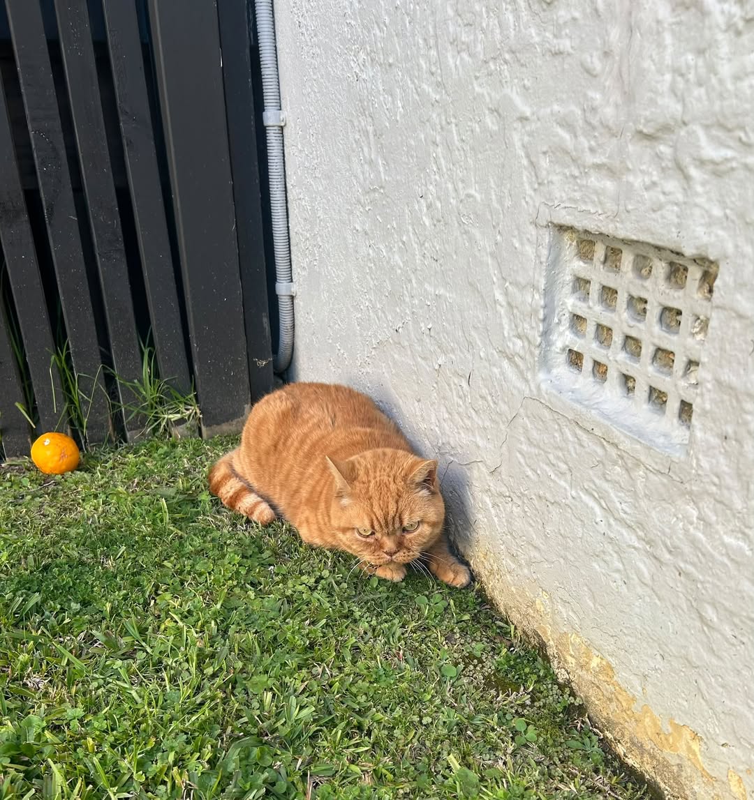 Found cat